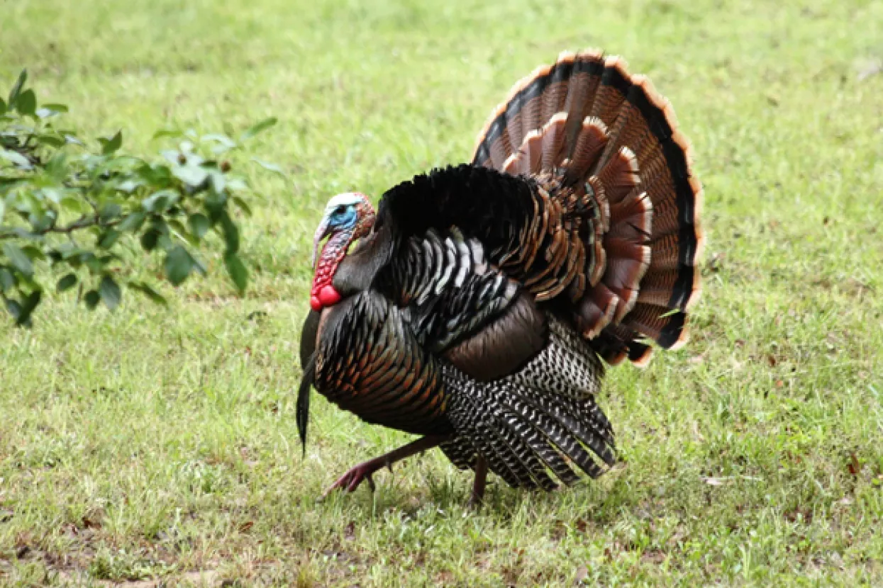 OPG Vrhovski - Poticaji za zagorske purane