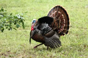 OPG Vrhovski - Poticaji za zagorske purane
