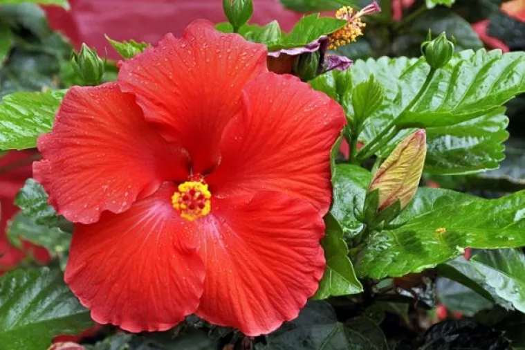 Botanička crna lista - Cvjetovi zla koje pravi Hrvati ne smiju voljeti ni u snu