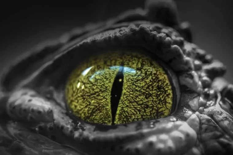 Na londonskom Heathrowu zaplijenjeno 50 mladih morskih krokodila