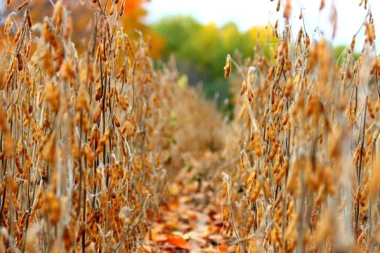 Znanstvenici zatečeni istraživanjem - Sojino ulje nezdravije je od šećera