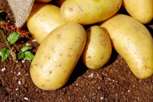 Danski krumpir postiže astronomske cijene poput kavijara i tartufa