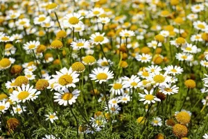 Danko Sučević: Vladina reformska kamilica za liječenje hrvatskih rak-rana