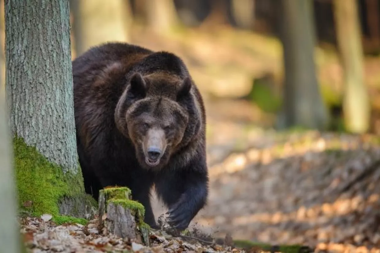 Medo nije odolio slatkom iskušenju u New Jerseyju