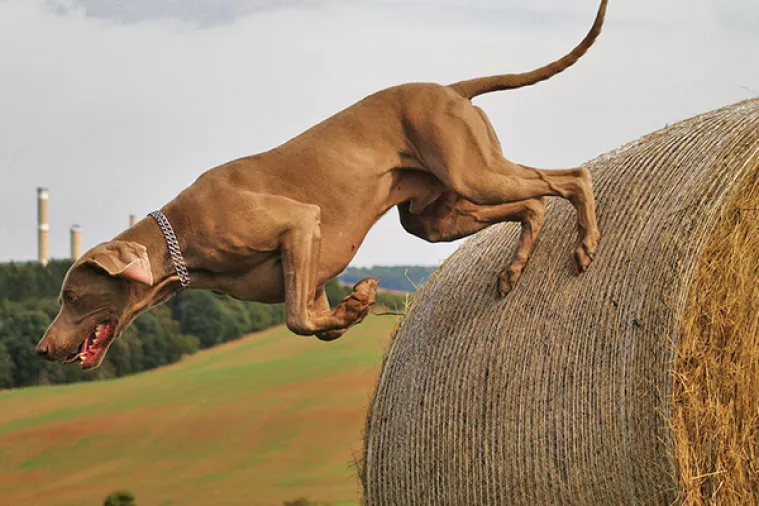 Novi zakon o lovstvu stvara pretpostavke za brži razvoj lovnog turizma