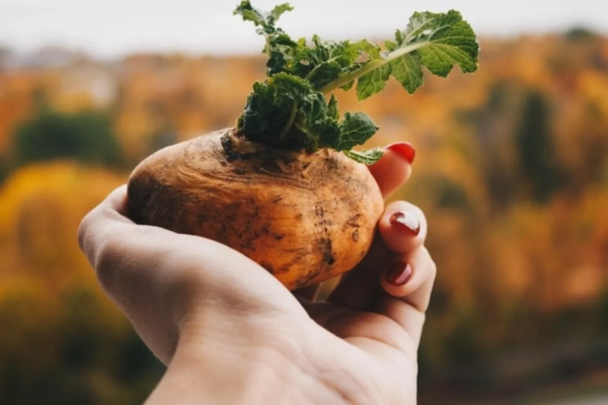 'Prirodni pesticid': Zeleni i proklijali krumpir opasan za zdravlje