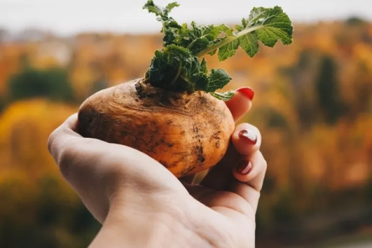 'Prirodni pesticid': Zeleni i proklijali krumpir opasan za zdravlje