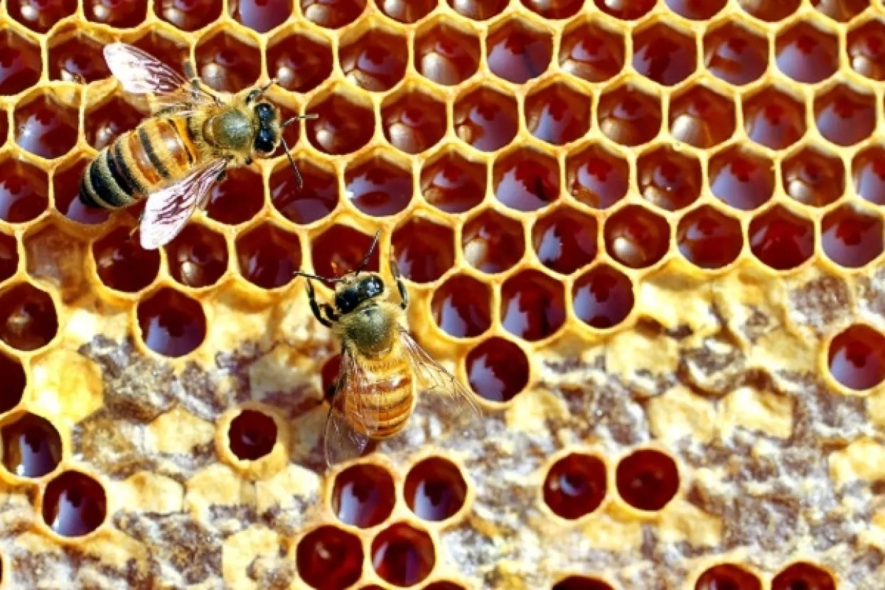 Europski sud potvrdio zabranu ineskticida zbog za&scaron;tite pčela