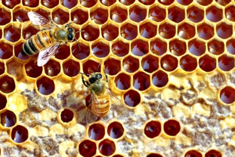Europski sud potvrdio zabranu ineskticida zbog zaštite pčela