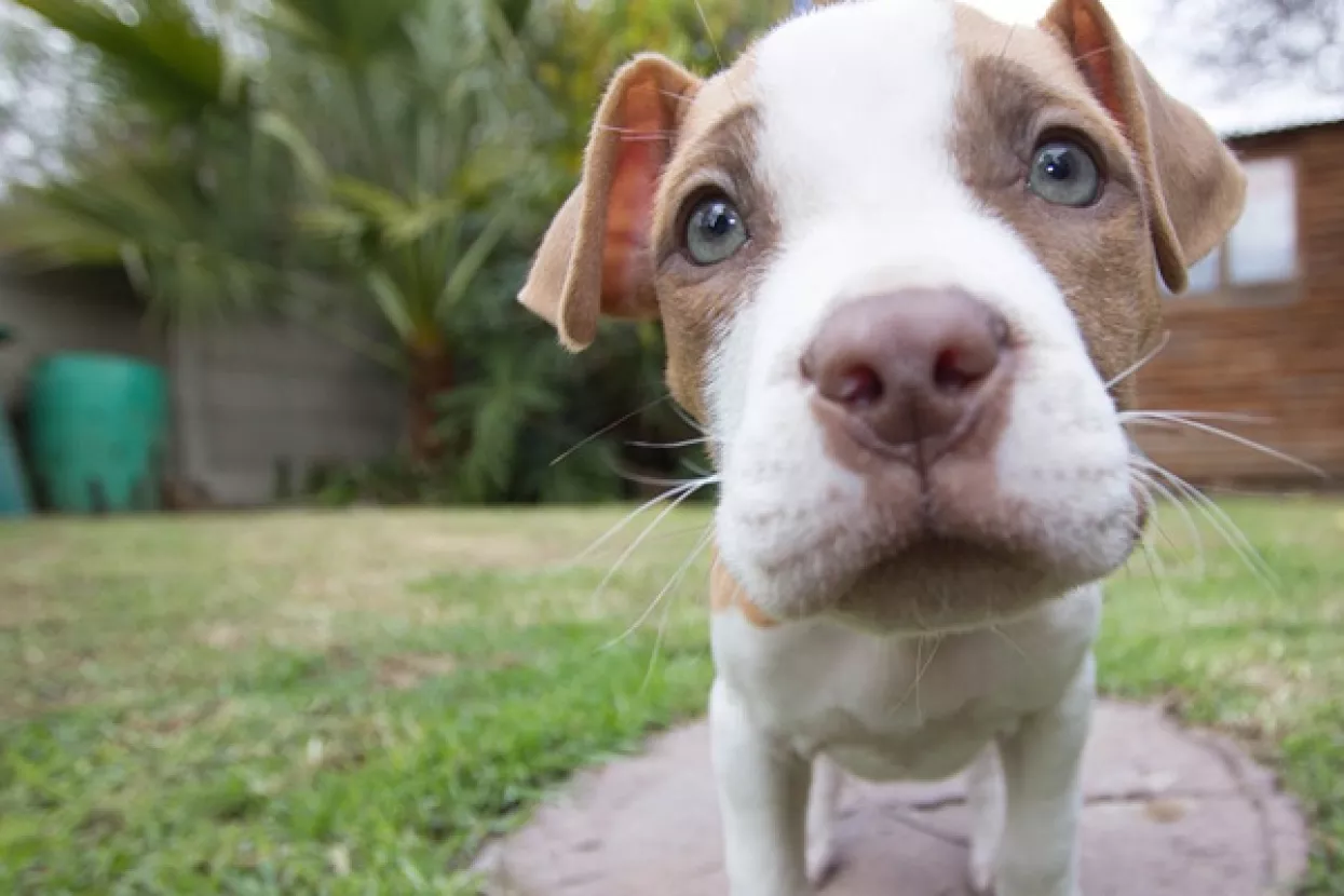 Svaki pas ima svoj dan na blogu devetogodišnjaka