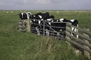 Dozvoljen slobodan promet goveda u Hrvatskoj