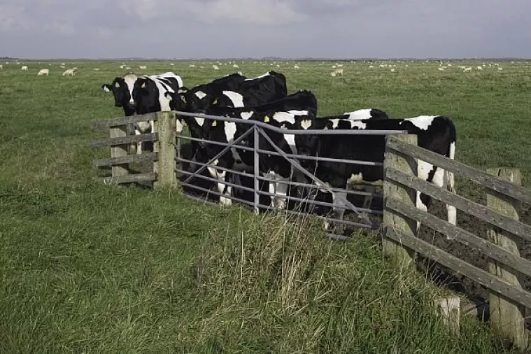 Dozvoljen slobodan promet goveda u Hrvatskoj