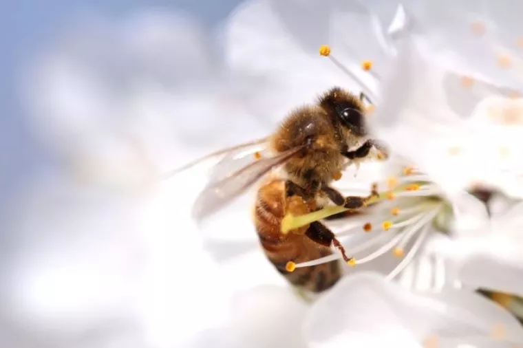 Pčelarstvo je slovenska tradicija, 'nacionalna ovisnost'