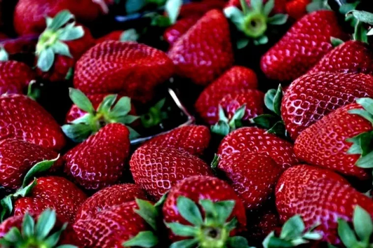 Robinhudovski potez Živog zida: Kupit će jagode po proizvođačkim cijenama i podijeliti ih građanima