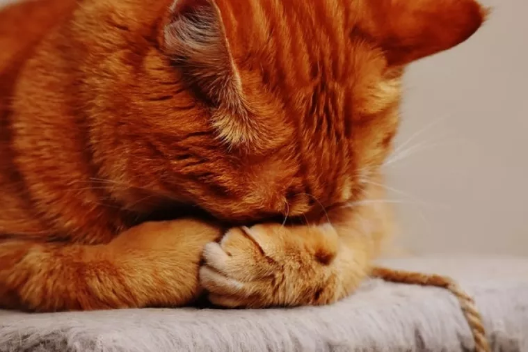 Nakon 18 godina mačak Kimba vratio se svom vlasniku