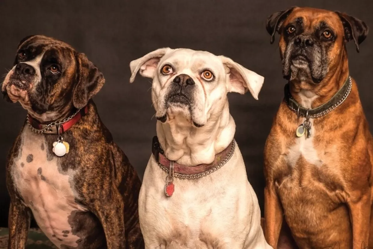 Psi: Ne zovite nas imenom, dajte nam zapovijed