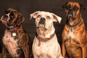 Psi: Ne zovite nas imenom, dajte nam zapovijed