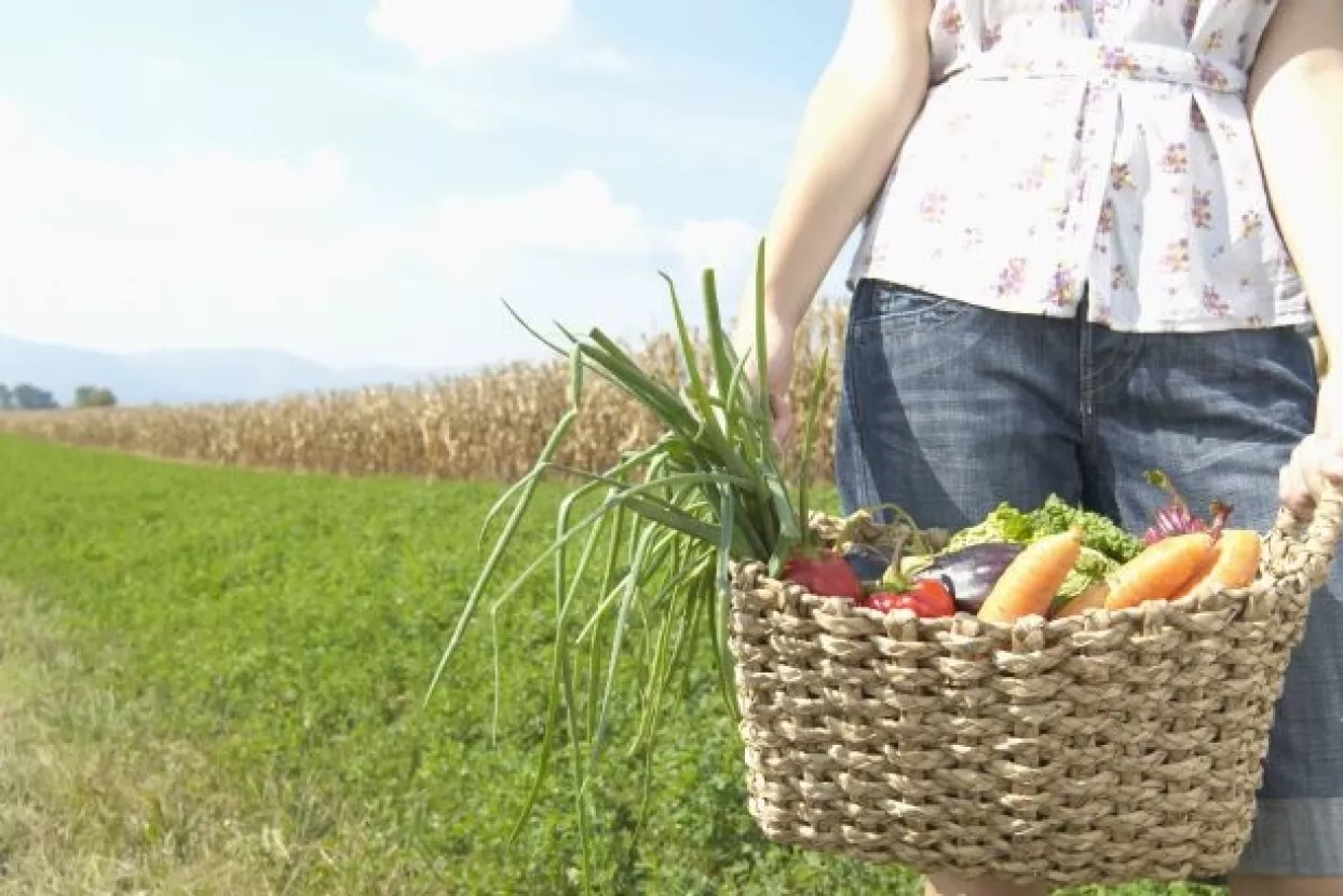 Cijena proizvodnje povrća pala za 16 posto