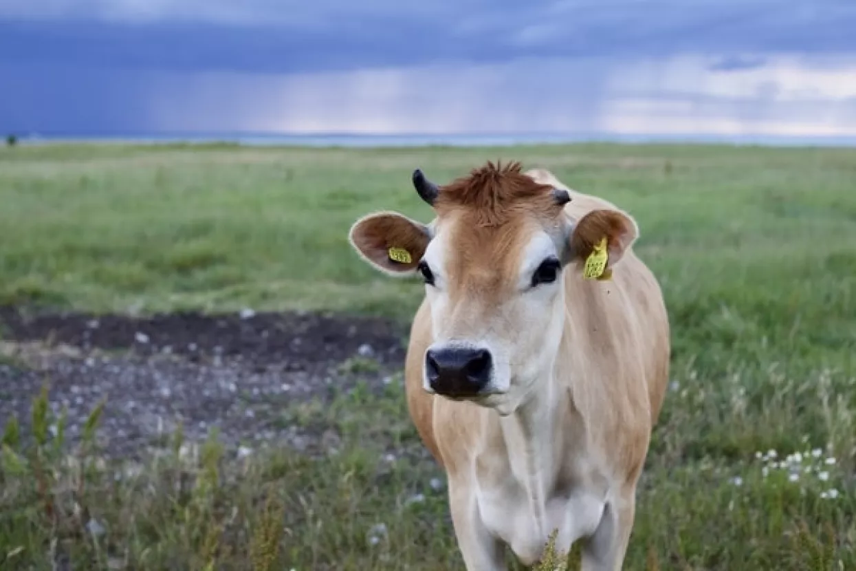 Masovno klanje na Novom Zelandu: Opasna bakterija pod nož tjera 150 tisuća grla stoke