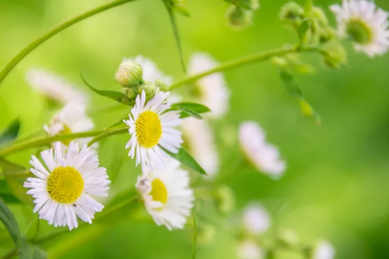 Mladi ekonomist pokrenuo uspješan biznis proizvodnje ulja od kamilice