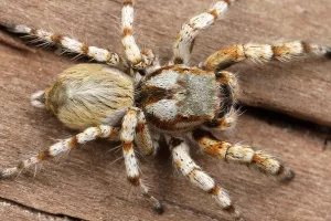 Pauci su 'cimeri iz snova', nemojte ih ubijati!