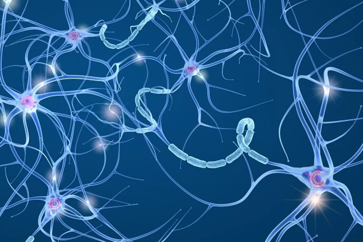 'Drugi mozak' otkriva svoje adute pod lupom znanstvenika