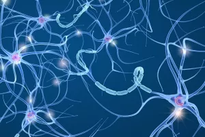 'Drugi mozak' otkriva svoje adute pod lupom znanstvenika