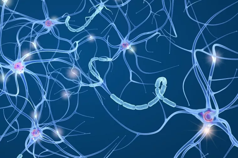 'Drugi mozak' otkriva svoje adute pod lupom znanstvenika