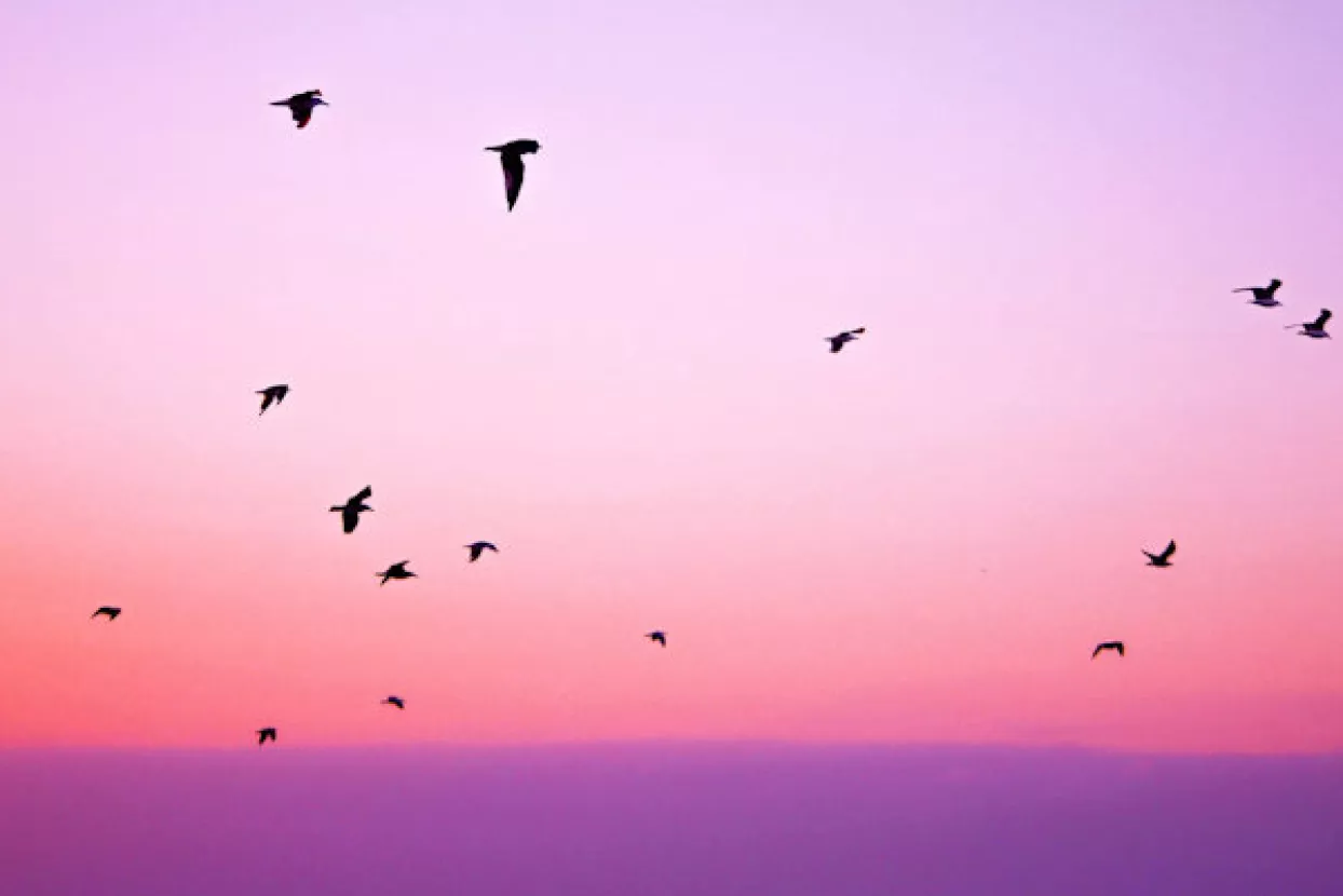 Nijemci psima i lisicama tjeraju ptice koje se sudaraju sa zrakoplovima