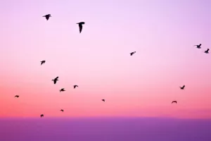 Nijemci psima i lisicama tjeraju ptice koje se sudaraju sa zrakoplovima