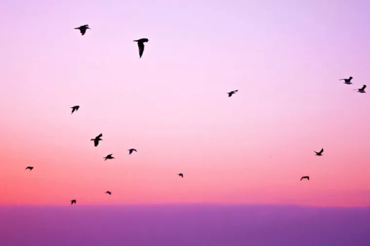 Nijemci psima i lisicama tjeraju ptice koje se sudaraju sa zrakoplovima