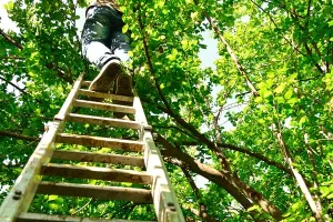 U Sloveniji 'epidemija' traumatskih padova s trešnje