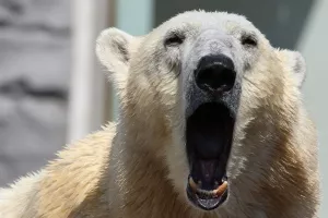 Sakrijte se, idu ljudi!: Sisavci zbog ljudi postaju noćne ptice