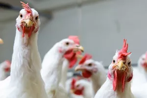 Hrvatske tvrtke žele izvoziti mlijeko, mliječne proizvode, tunu i perad u Kinu