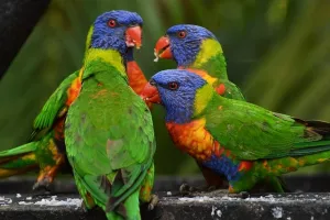 Prekinuta trgovina divljih životinja u vrijednosti nekoliko milijuna dolara