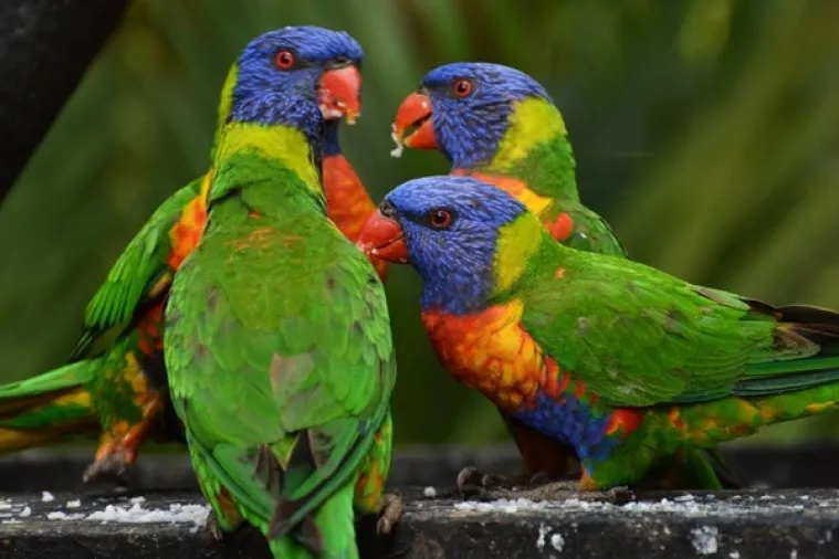 Prekinuta trgovina divljih životinja u vrijednosti nekoliko milijuna dolara