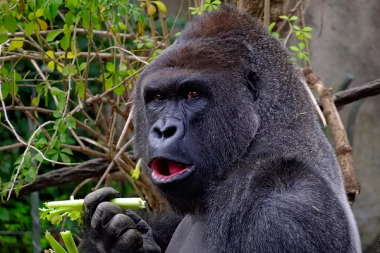 U 47. godini uginula gorila Koko koja je komunicirala znakovnim jezikom