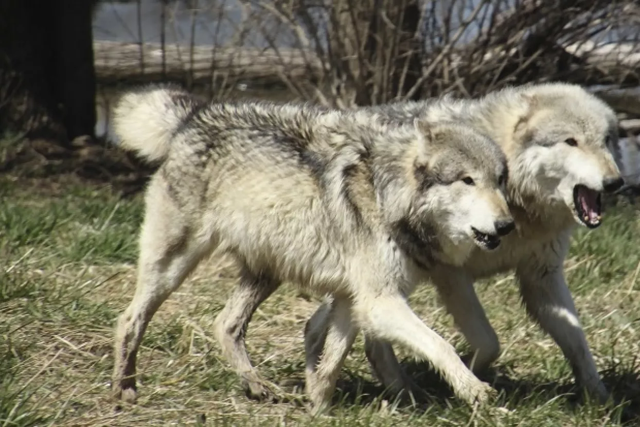 Egzistenciju njemačkih poljoprivrednika ugrožavaju suša i čopori vukova