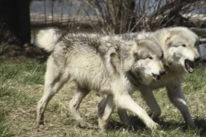Egzistenciju njemačkih poljoprivrednika ugrožavaju suša i čopori vukova