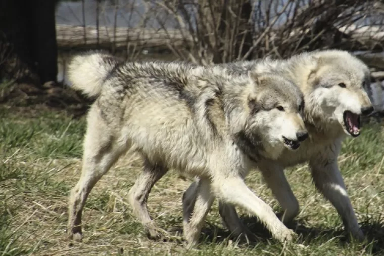 Egzistenciju njemačkih poljoprivrednika ugrožavaju suša i čopori vukova