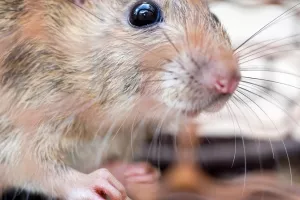 'Skupo se hranio': Štakor pojeo gotovo 18 tisuća dolara gotovine iz bankomata