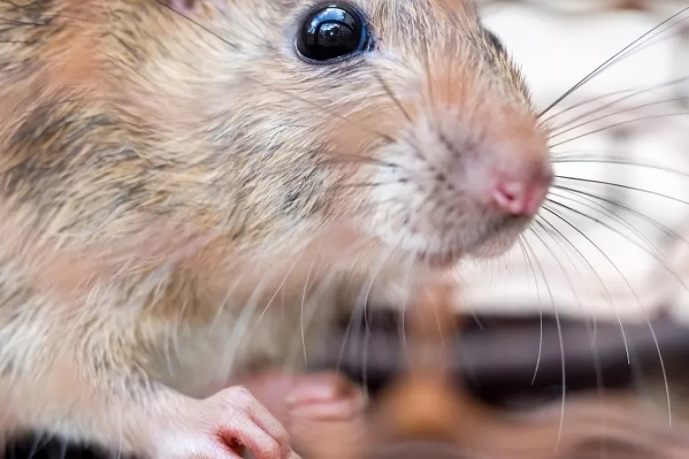 'Skupo se hranio': Štakor pojeo gotovo 18 tisuća dolara gotovine iz bankomata