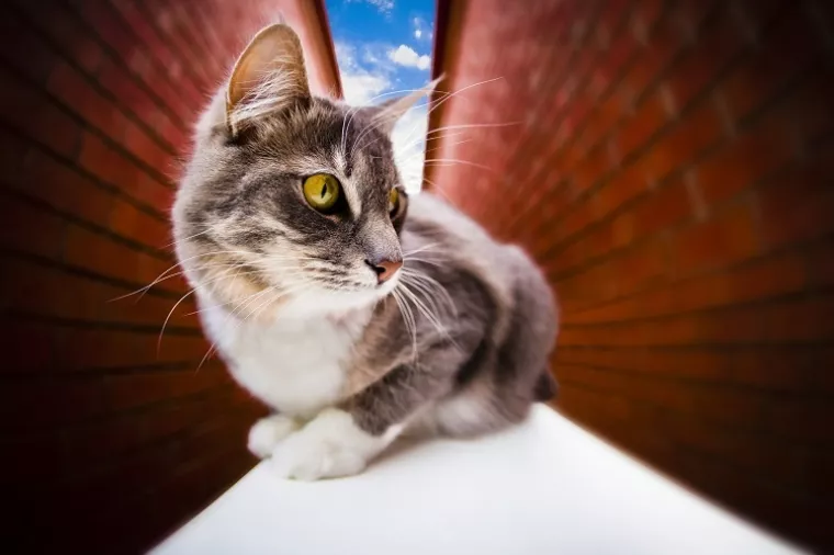 Australija: Mačke lutalice godišnje ubiju 600 milijuna gmazova