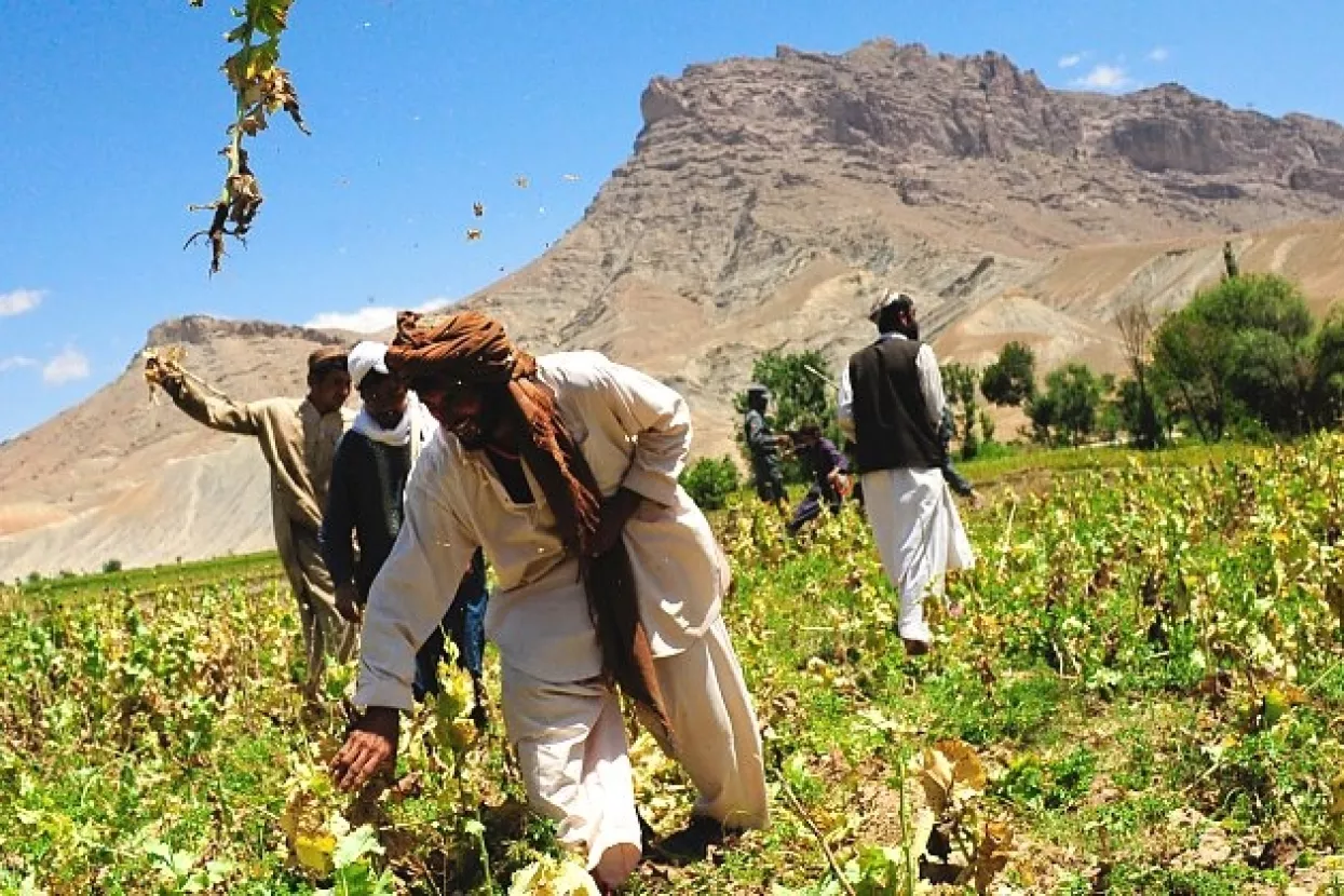 Rekordna proizvodnja kokaina i opijuma u svijetu