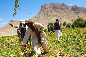 Rekordna proizvodnja kokaina i opijuma u svijetu