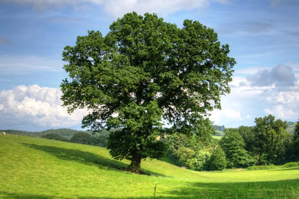 Povećana proizvodnja drva, cijene pale