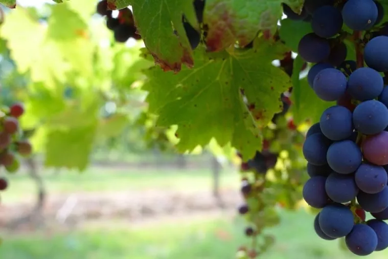 Vinarima 100 tisuća eura za informiranje o kakvoći hrvatskih vina