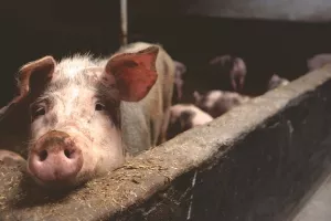 Šteta od požara na farmi PIK-a Vinkovci ogromna, stradalo 10 tisuća svinja