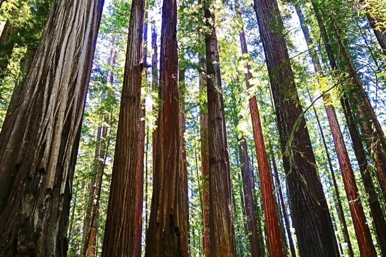 Drevni divovi Yosemiteja ispod milijardi zvijezda