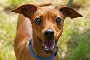 'What the Fluff' izazov postao viralni hit